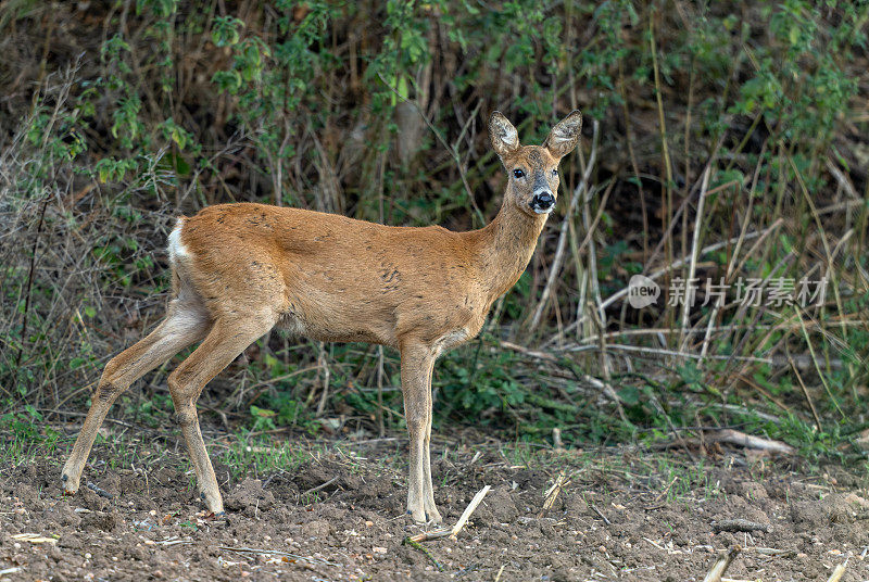 母狍子(Capreolus Capreolus)